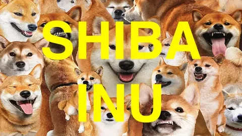 Shiba Inu